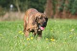 FILA BRASILEIRO 072
